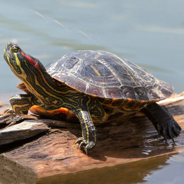Фото Черепаха красноухая 3-4 см
