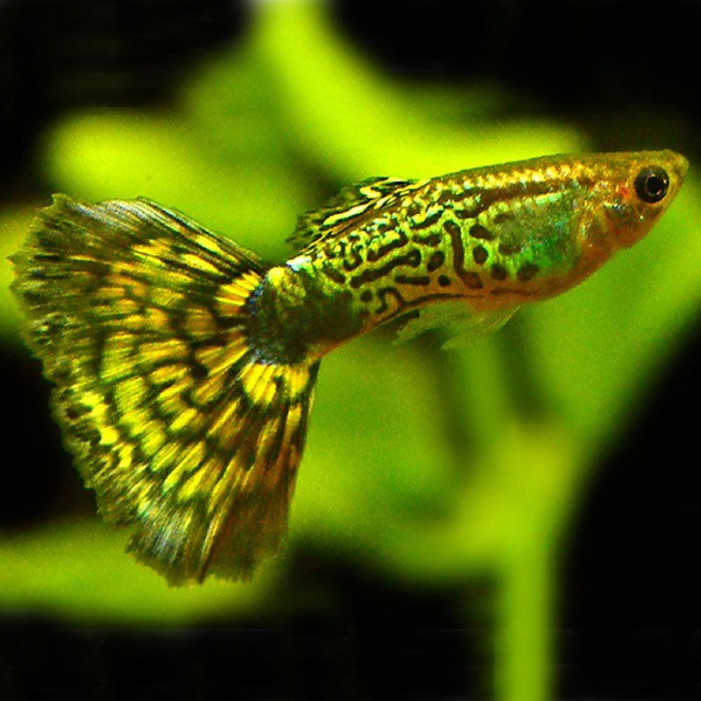 фото рыбок аквариумных зеленых