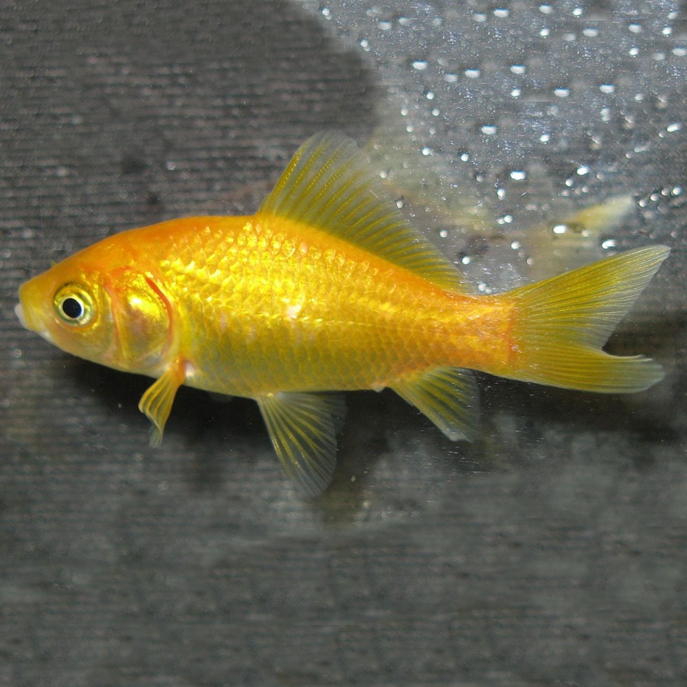Рыбка золотого цвета. Золотая рыбка Комета. Рыбка Комета желтая. Комета рыбка аквариумная. Золотые аквариумные рыбки Комета.