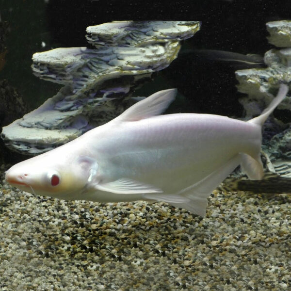 Фото Пангасиус альбинос (Акулий) 4-6 см