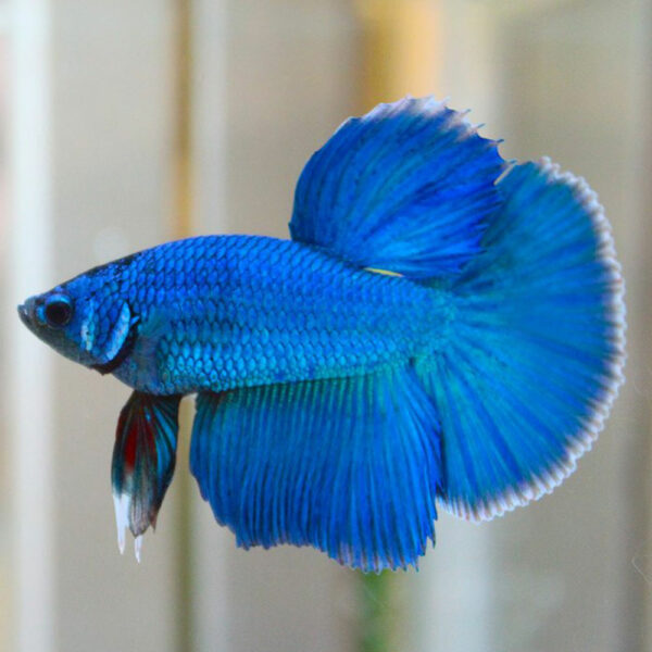 Фото Петушок супердельта синий (самец) 5-6 см