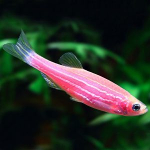 Фото Данио GLO розовый 2-3 см