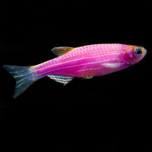 Фото Данио GLO розовый 2-3 см