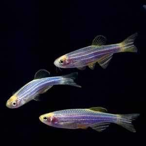 Фото Данио GLO синий 2-3 см