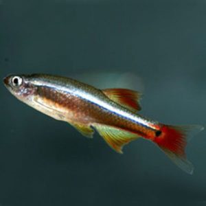 Фото Кардинал 2-2.5 см