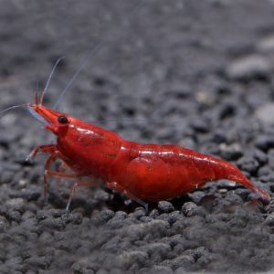 Фото Креветка Красный огонь 1.5-2 см