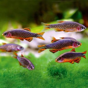 Фото Микрорасбора Галактика 1-1.5 см