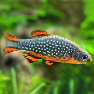 Фото Микрорасбора Галактика 1-1.5 см