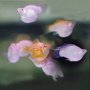 Фото Моллинезия баллон ассорти 2-3 см