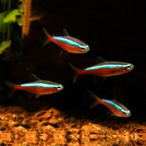 Фото Неон красный 2-2.5 см