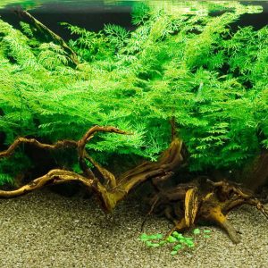 Фото Папоротник Индийский Водяной