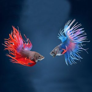 Фото Петушок Коронохвостый ассорти (самец) 4-5 см