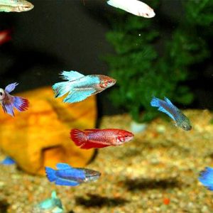 Фото Петушок самка ассорти ** 2-3 см