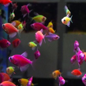 Фото Тернеция GLO ассорти 2 см
